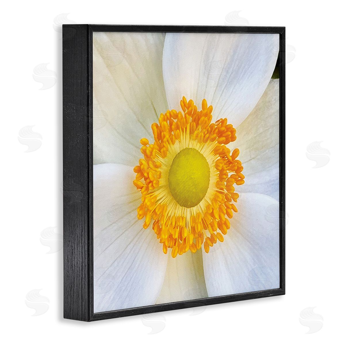 JG Studios | White Flower Close Up
