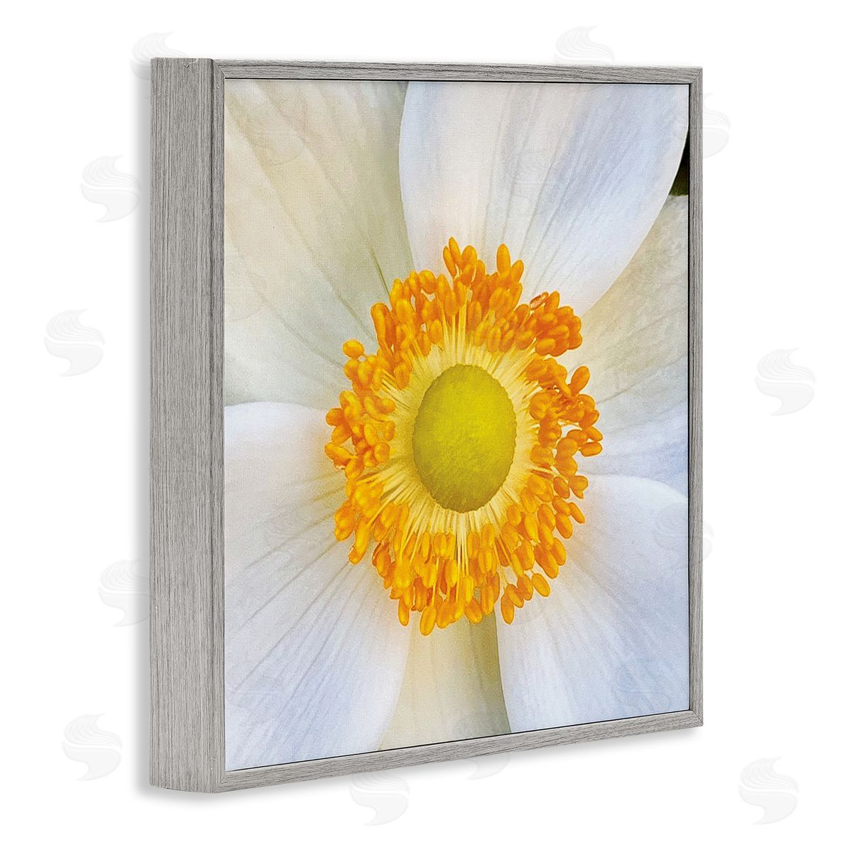 JG Studios | White Flower Close Up