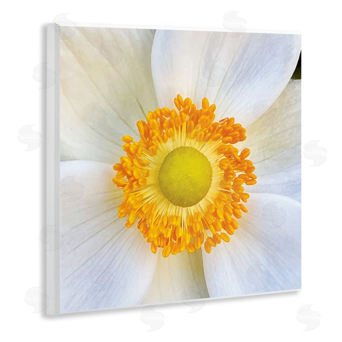 JG Studios White Flower Close Up Wall Plaque Artside_