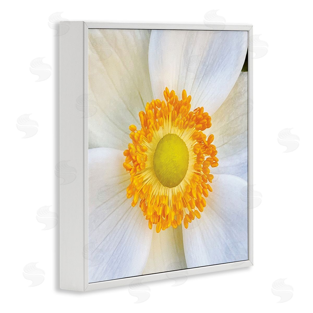 JG Studios | White Flower Close Up