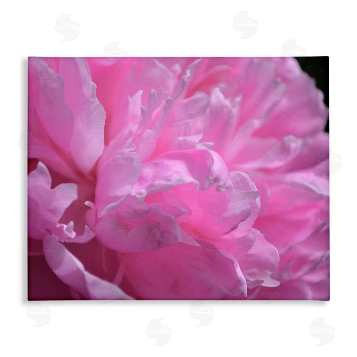 Michelle Calkins Pink Carnation Photography Canvas Wall Art