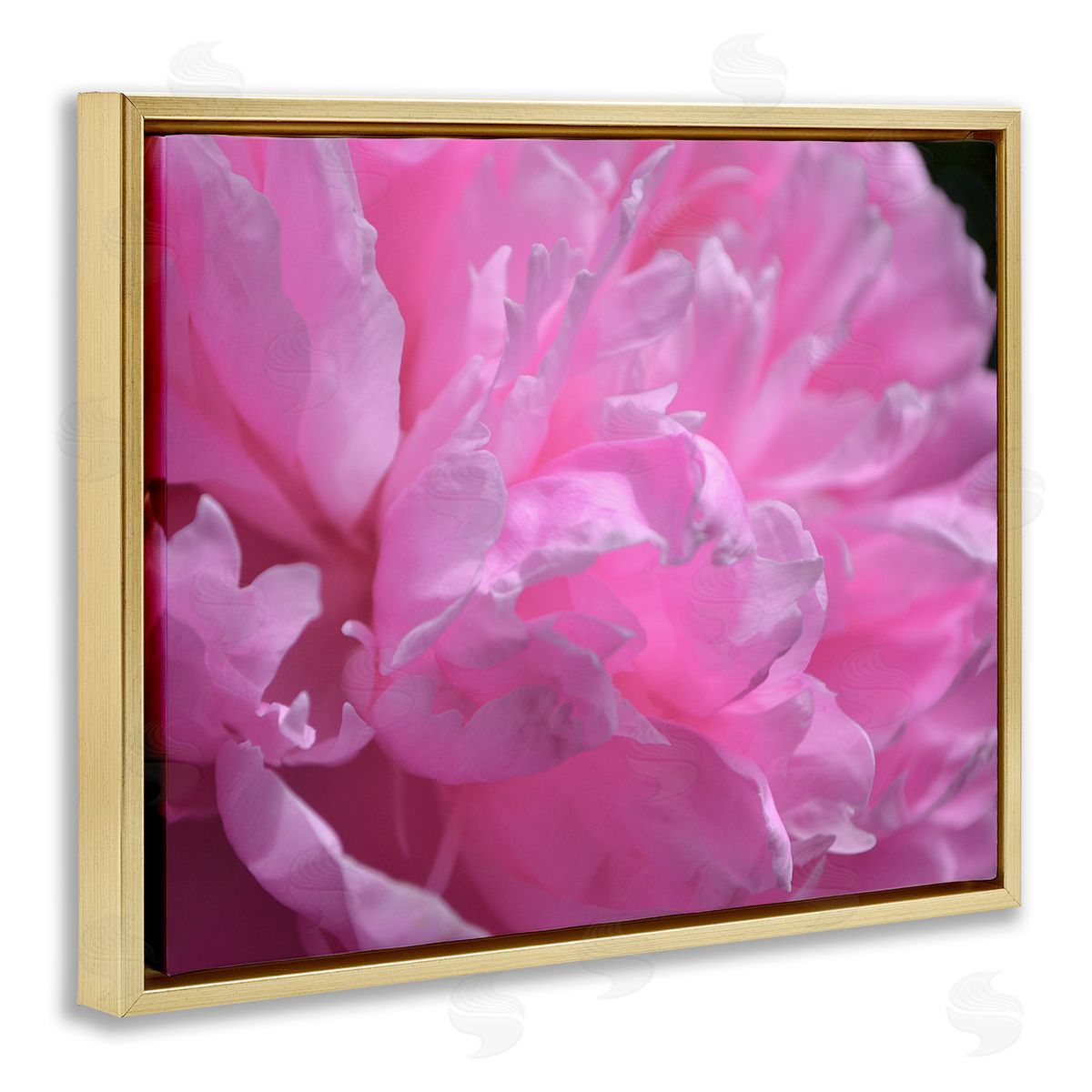 Michelle Calkins Pink Carnation Photography Gold Floater Frame Canvas Artside_