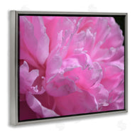 Michelle Calkins | Pink Carnation Photography