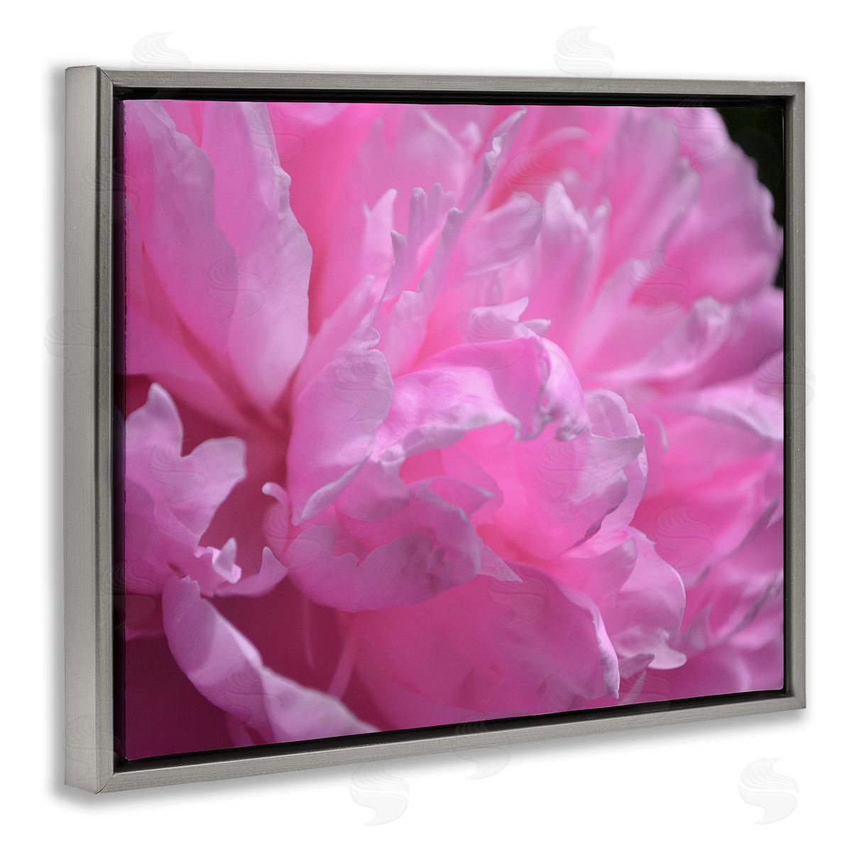Michelle Calkins | Pink Carnation Photography
