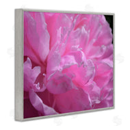 Michelle Calkins | Pink Carnation Photography