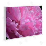 Michelle Calkins | Pink Carnation Photography