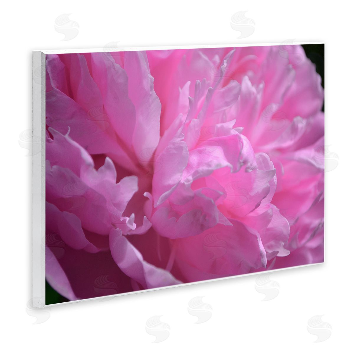 Michelle Calkins | Pink Carnation Photography