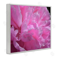 Michelle Calkins | Pink Carnation Photography