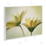 Massimo Valli | Two Daisies Painting