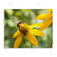 Nick Saez | Bee on Daisy Photography