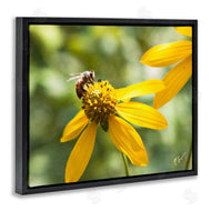 Nick Saez | Bee on Daisy Photography
