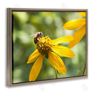 Nick Saez | Bee on Daisy Photography