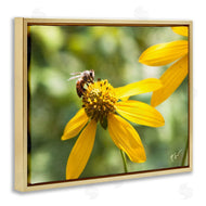 Nick Saez | Bee on Daisy Photography
