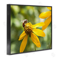 Nick Saez | Bee on Daisy Photography