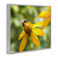 Nick Saez | Bee on Daisy Photography