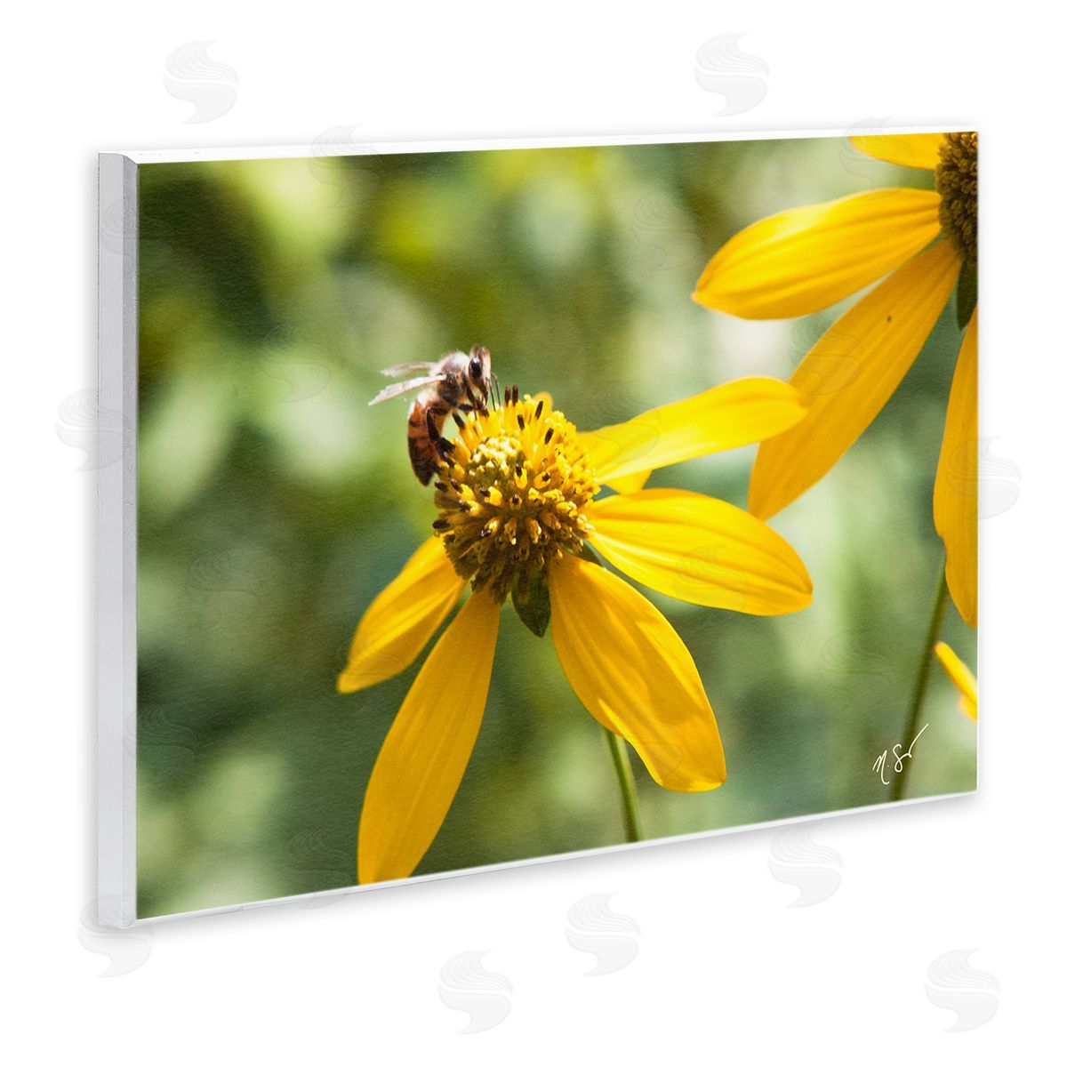 Nick Saez Bee on Daisy Photography Wall Plaque Artside_