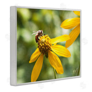 Nick Saez | Bee on Daisy Photography