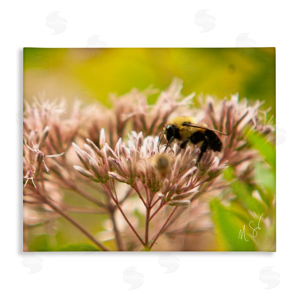 Nick Saez | Honey Bee Photography