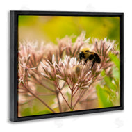 Nick Saez | Honey Bee Photography