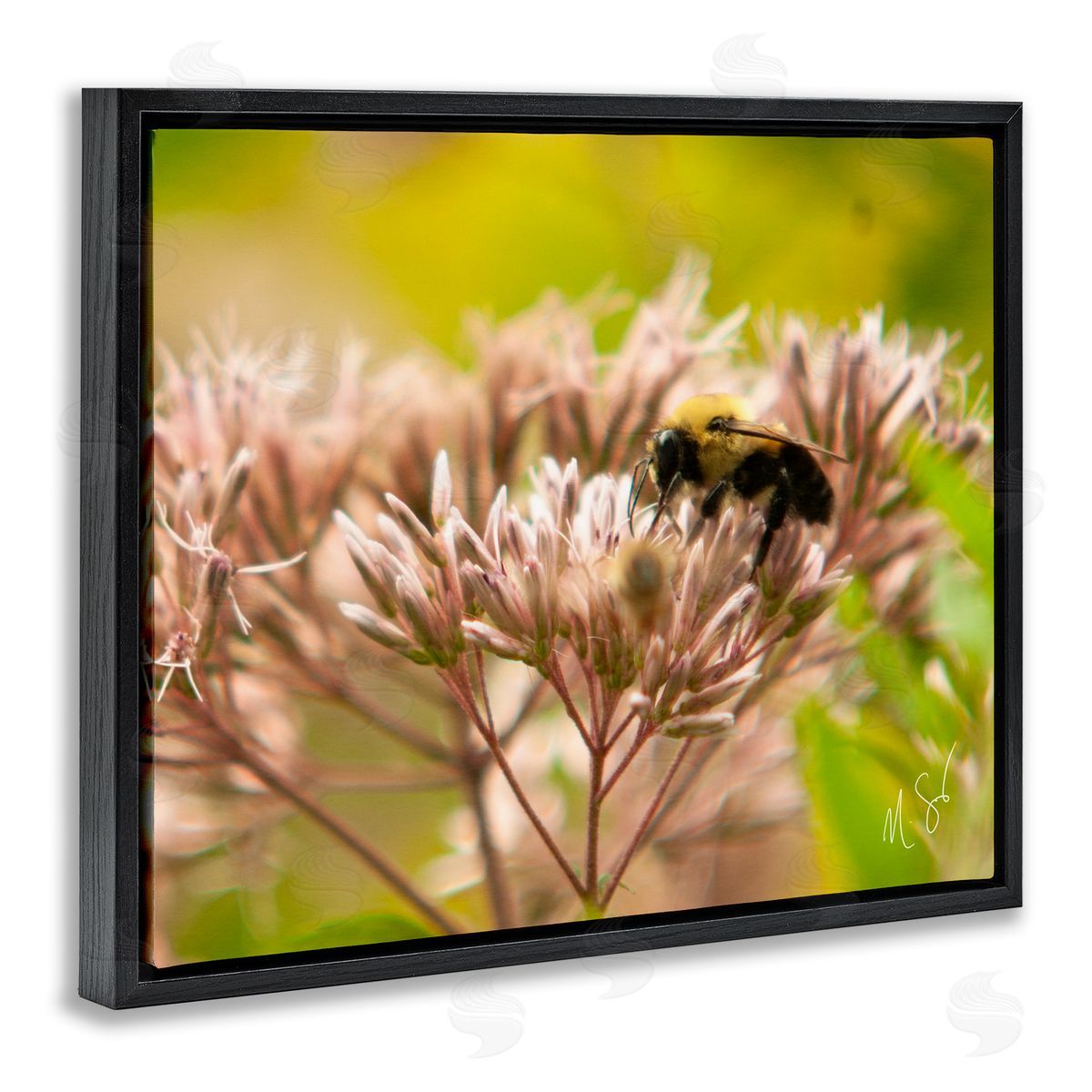 Nick Saez | Honey Bee Photography