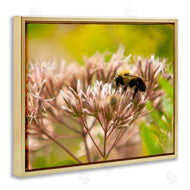 Nick Saez | Honey Bee Photography