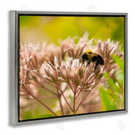 Nick Saez | Honey Bee Photography
