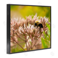 Nick Saez | Honey Bee Photography