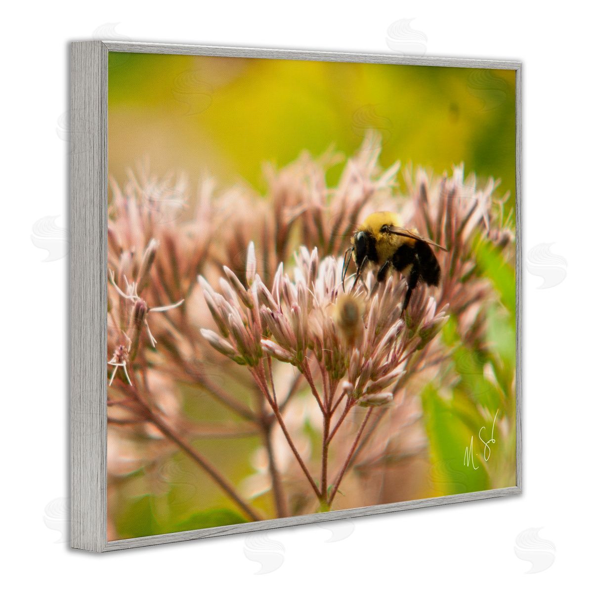 Nick Saez Honey Bee Photography Gray Framed Giclee Wall Artside_