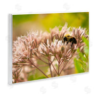 Nick Saez | Honey Bee Photography