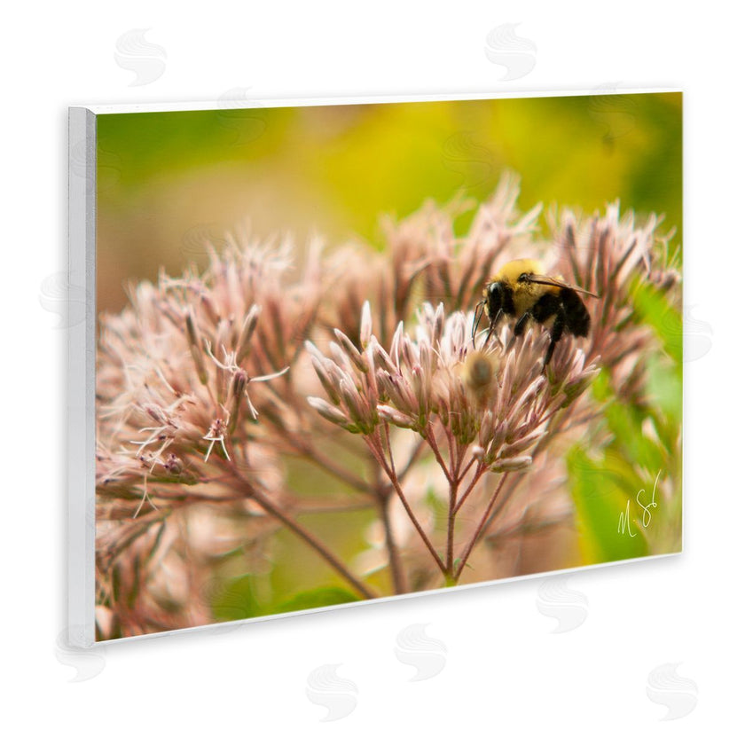 Nick Saez | Honey Bee Photography