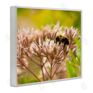 Nick Saez | Honey Bee Photography