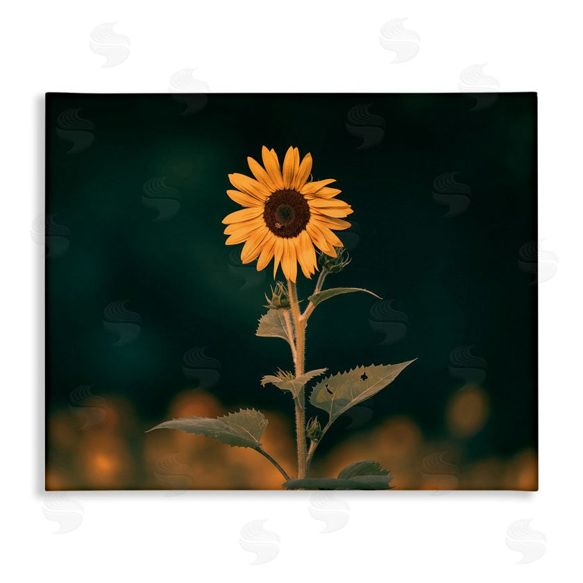 Daniel Sproul | Dark Sunflower Nature