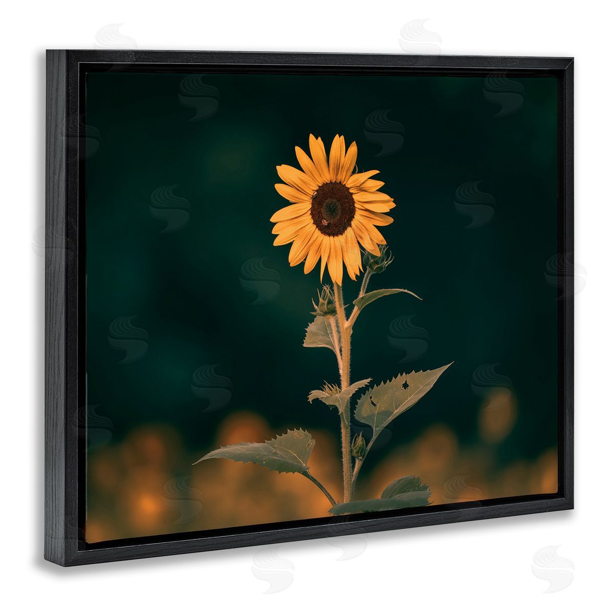 Daniel Sproul | Dark Sunflower Nature
