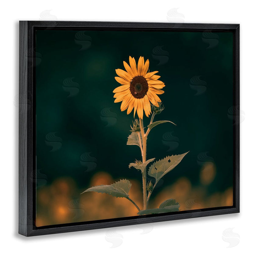 Daniel Sproul | Dark Sunflower Nature