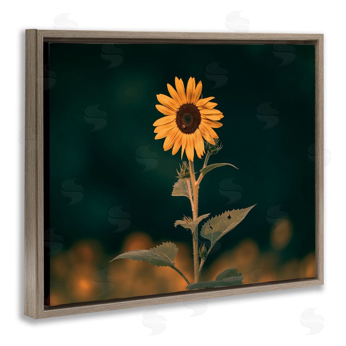 Daniel Sproul | Dark Sunflower Nature