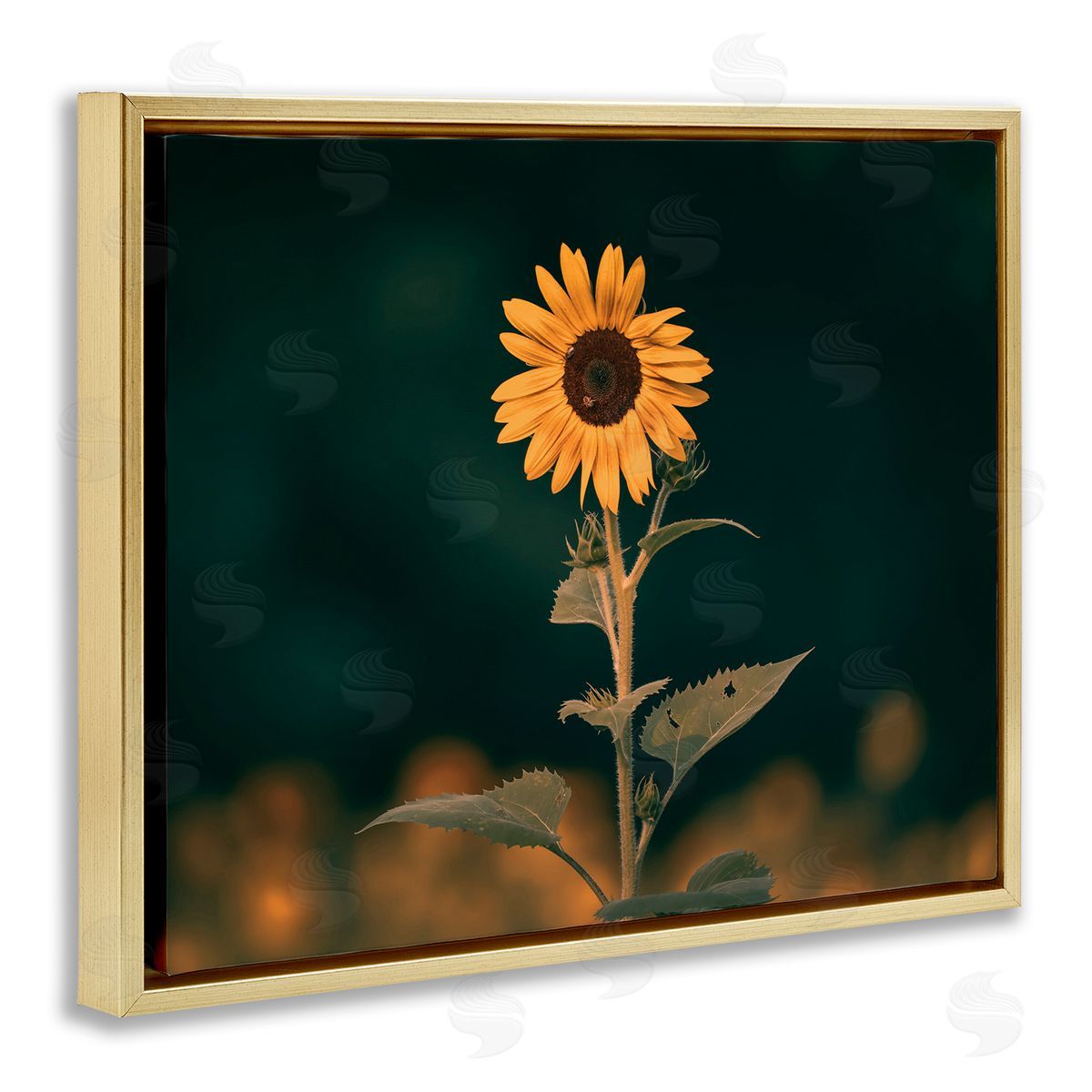 Daniel Sproul Dark Sunflower Nature Gold Floater Frame Canvas Artside_