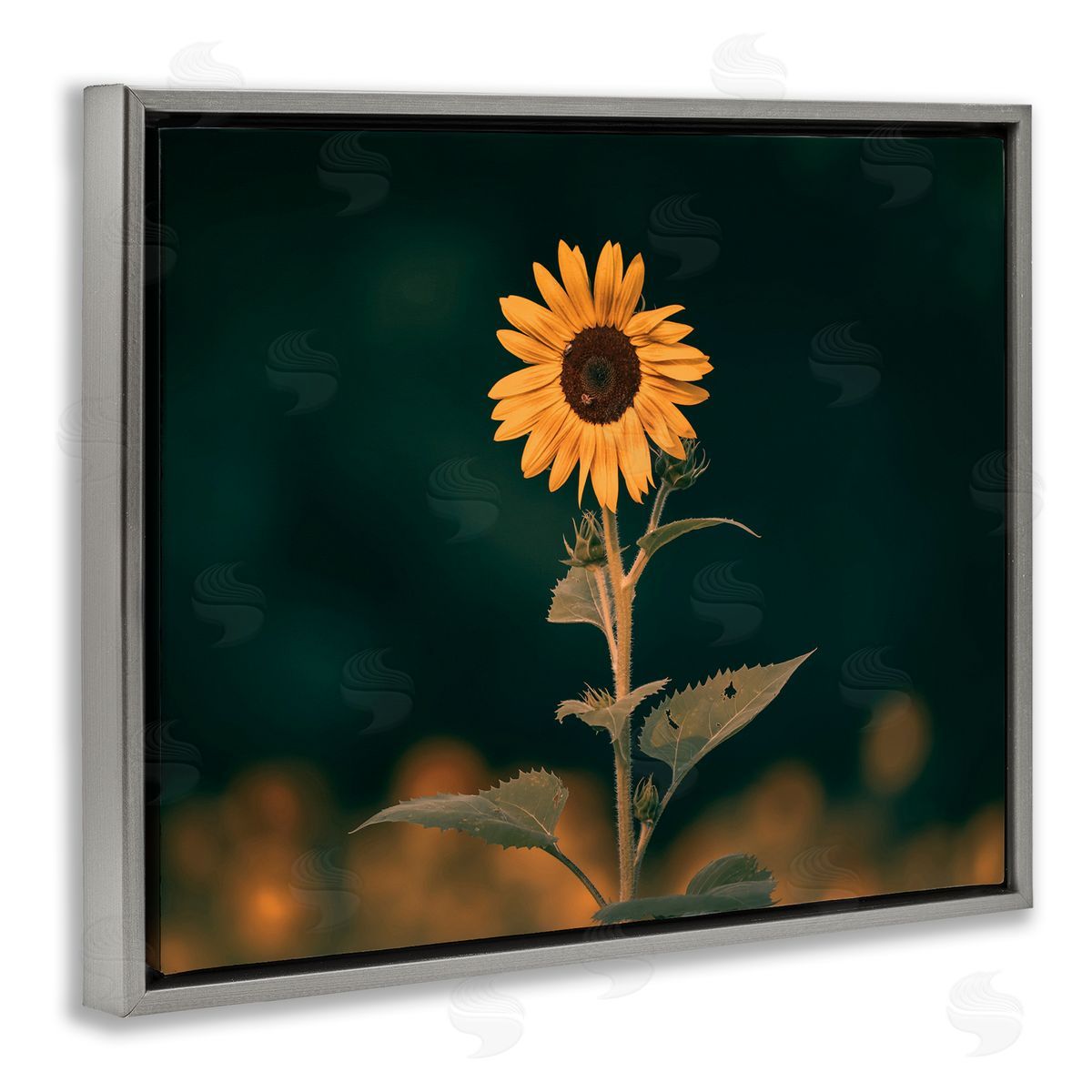 Daniel Sproul Dark Sunflower Nature Gray Floater Frame Canvas Artside_