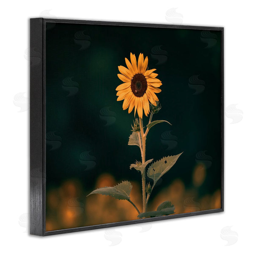 Daniel Sproul | Dark Sunflower Nature