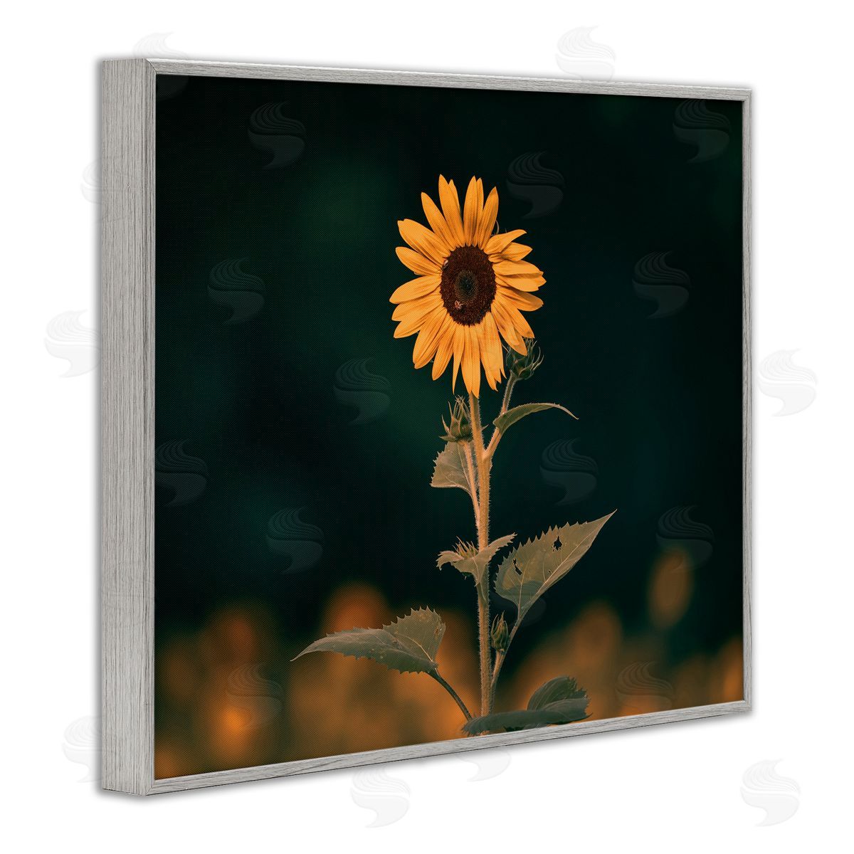 Daniel Sproul | Dark Sunflower Nature