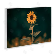 Daniel Sproul | Dark Sunflower Nature