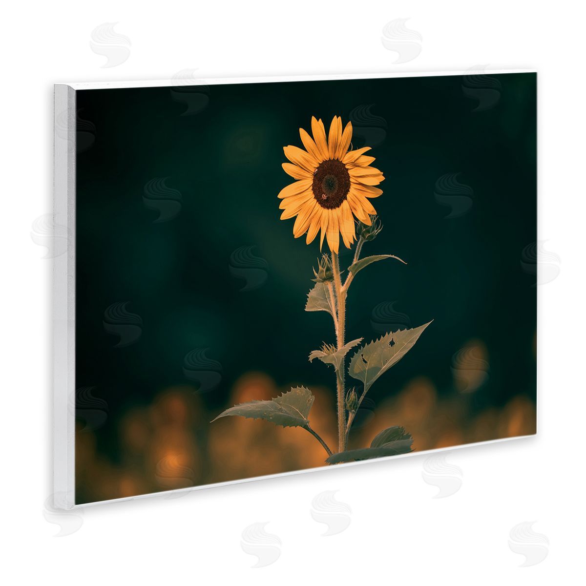 Daniel Sproul | Dark Sunflower Nature