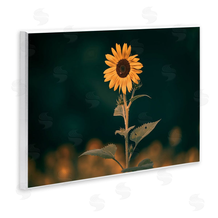 Daniel Sproul | Dark Sunflower Nature