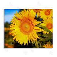 Daniel Sproul | Country Sunflower Photography