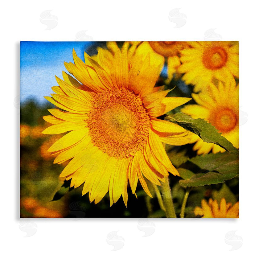 Daniel Sproul | Country Sunflower Photography