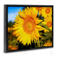 Daniel Sproul | Country Sunflower Photography