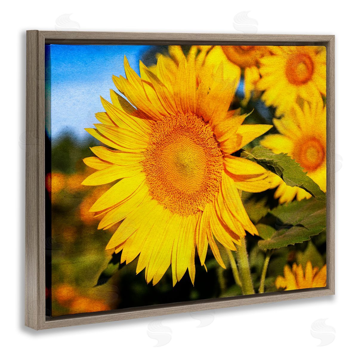 Daniel Sproul | Country Sunflower Photography