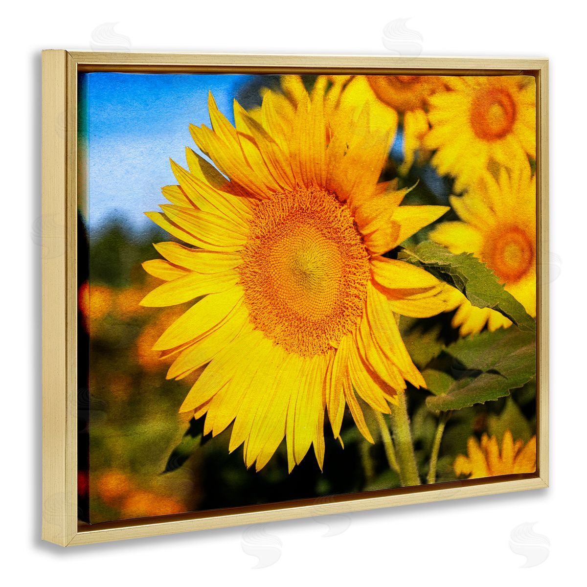 Daniel Sproul Country Sunflower Photography Gold Floater Frame Canvas Artside_