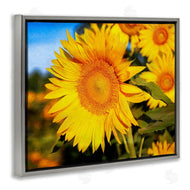 Daniel Sproul | Country Sunflower Photography