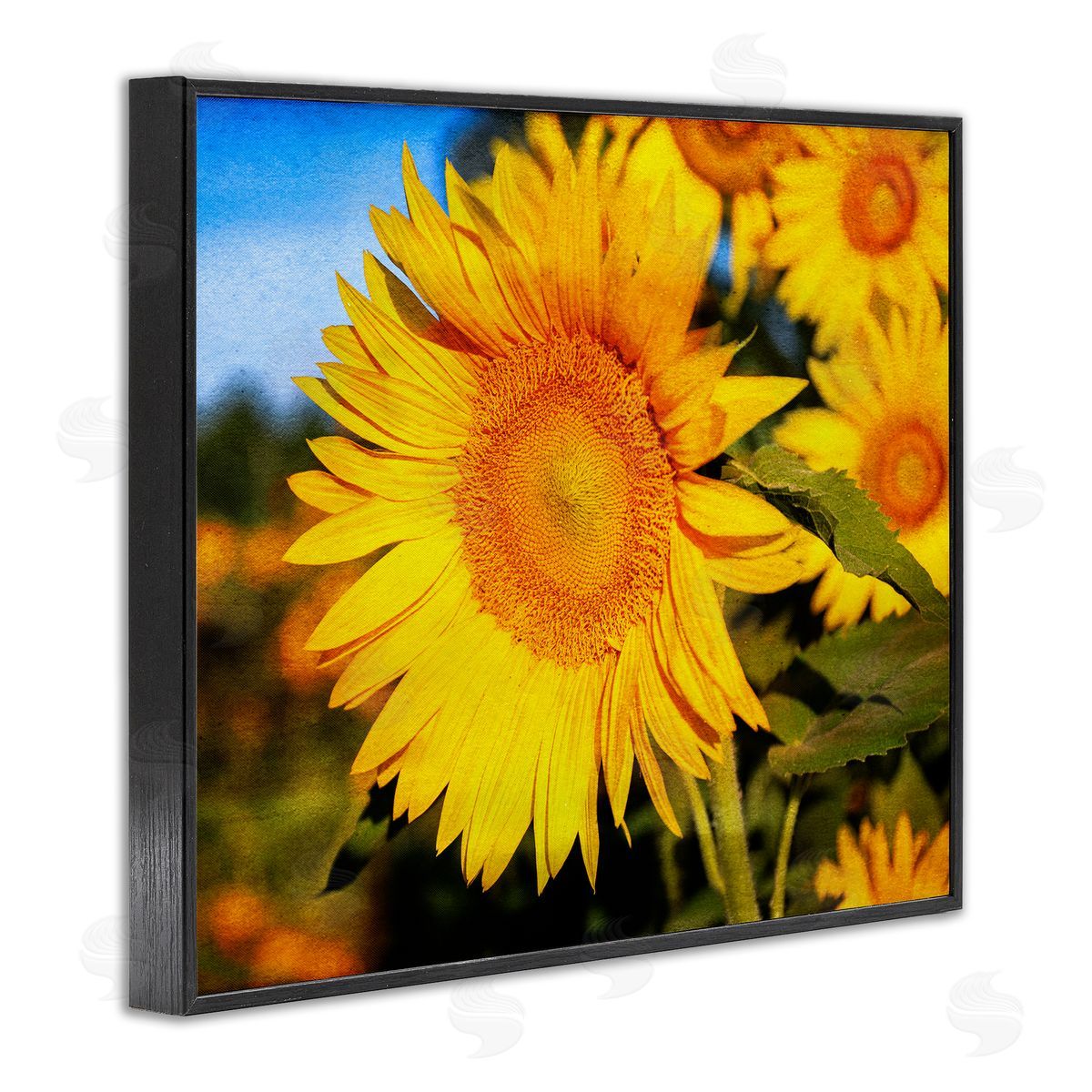 Daniel Sproul Country Sunflower Photography Black Framed Giclee Wall Artside_