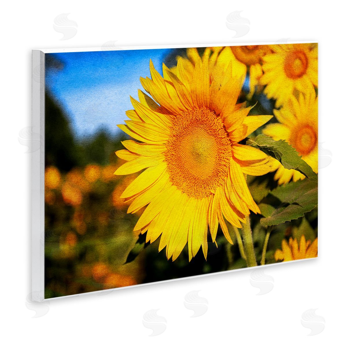 Daniel Sproul | Country Sunflower Photography
